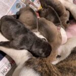 Old English bulldog puppies in Arizona City, Arizona