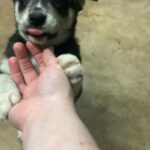 Husky mix Puppies need Rehomed in Arizona City, Arizona
