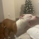 Vendo cachorro de 6 mesesVendo cachorro de 6 meses in Arizona City, Arizona