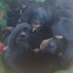 Beautiful Airedale Puppies in Arizona City, Arizona