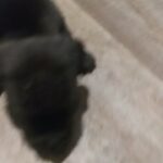 Meryl tri pitbulls 4sale and other colors in Arizona City, Arizona