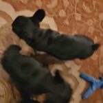 french bulldogs in Denver, Colorado