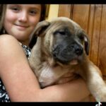 Blue-nose Pitbull Puppies in Dallas, Oregon