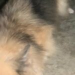 Bella Needs A Home in Loganville, Georgia