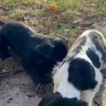 American Cocker spaniel in Warrensburg, Missouri