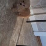 Bichpoo Puppies Just In Time For The Holidays in Manhattan, New York