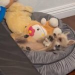 Chihuahua terrier in Adelanto, California