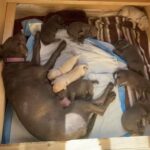 Silver Lab Puppies-AKC in Arizona City, Arizona