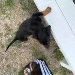 Doberman Puppy in Austin, Texas