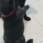 Labrador Puppies in Aventura, Florida