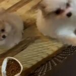 Pomeranian Puppies in Fort Wayne, Indiana