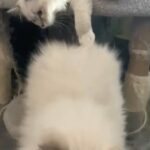 RAGDOLLS in Newberry, Pennsylvania