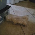 maltipoo boy in Lehigh Acres, Florida