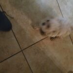 maltipoo girl in Lehigh Acres, Florida