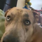 Hi my name is Travis I’m currently a 10-11months puppy in Arizona City, Arizona