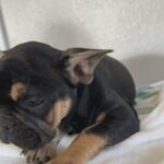 Available male frenchie in San Diego, California