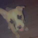 Kiki in Lancaster, California