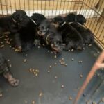Puppy Feeding Went Great- Available 12/24/2022 in North Little Rock, Arkansas
