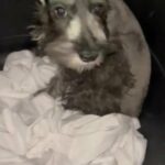 Miniature Schnauzer Female in McDonough, Georgia