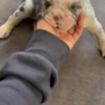 English Bulldog puppies AKC in Lakewood, California