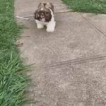 Shih Tzu for sale in Dallas, Texas