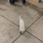 AKC full breed German shepherd in Arizona City, Arizona