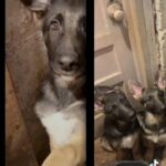 pure breed German shepherd puppies in Detroit, Michigan