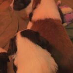 Looking for their forever homes in Arizona City, Arizona