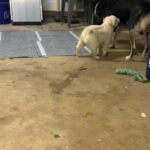 Husky mix Puppies need Rehomed in Arizona City, Arizona