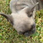 French Bulldog puppies - ready now in Arizona City, Arizona
