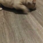 Meryl tri pitbulls 4sale and other colors in Arizona City, Arizona