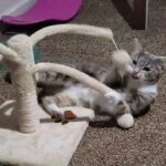 Vestna - For Adoption in Cleveland, Ohio