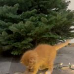 Scottish Fold Kitten in Auburn, Washington