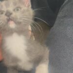 Kittens for sale in Arizona City, Arizona