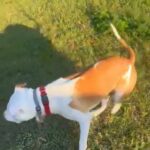 Adorable Pup in Fort Walton Beach, Florida