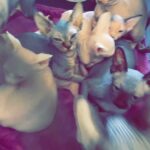 Hairless sphynx kittens in Arizona City, Arizona