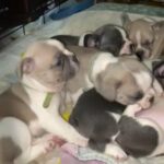 Frenchies in Westfield, Massachusetts