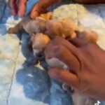 Adorable Poodle Mix in Elkton, Maryland