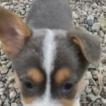 Bluie Female in Indianapolis, Indiana