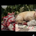 Lab Puppies Ready For Christmas in Raleigh, North Carolina