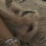 Chihuahua terrier in Adelanto, California