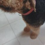 Beautiful Airedale Puppies in Arizona City, Arizona