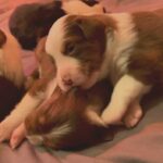 Looking for their forever homes in Arizona City, Arizona