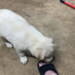 Husky mix Puppies need Rehomed in Arizona City, Arizona