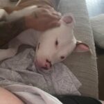 Vendo cachorro de 6 meses in Arizona City, Arizona