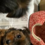 Christmas Yorkies in Arizona City, Arizona