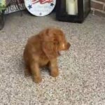 Golden retriever puppies for a good home in New York City, New York