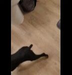 Doberman Puppy in San Diego, California