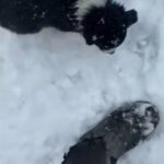 ABCA Border Collie Puppies in Williamsport, Pennsylvania