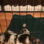 Christmas Puppies in Statesboro, Georgia